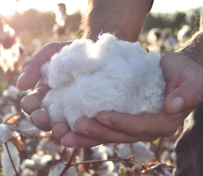 Organic cotton Organic cotton